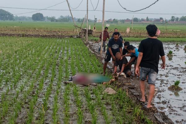 Diduga Tersengat Jebakan Tikus Listrik, 2 Warga Ditemukan Tak Bernyawa di Persawahan Bojonegoro