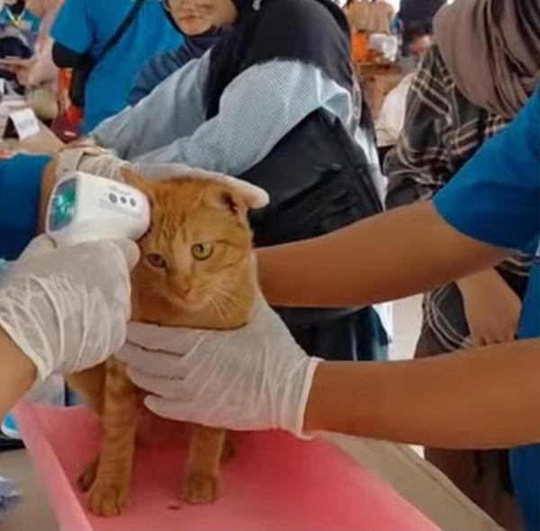 Gebyar Vaksinasi Rabies Karawang, 395 Hewan Diperiksa dan Divaksin Gratis