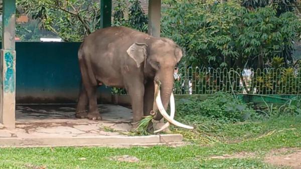 Viral Kondisi Gajah Zidan di Kebun Binatang Bukittinggi, Pengelola Jelaskan Alasan Dirantai