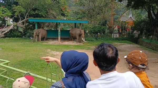 Polemik Gajah Zidan, Pemko Bukittinggi Klaim Sudah Berulang Kali Minta Evakuasi