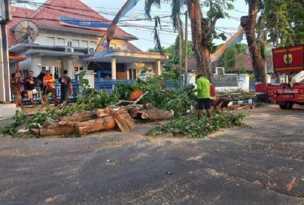 Atasi Banjir di Kota Purwodadi, DPUPR Grobogan Potong Pohon yang Ganggu Drainase