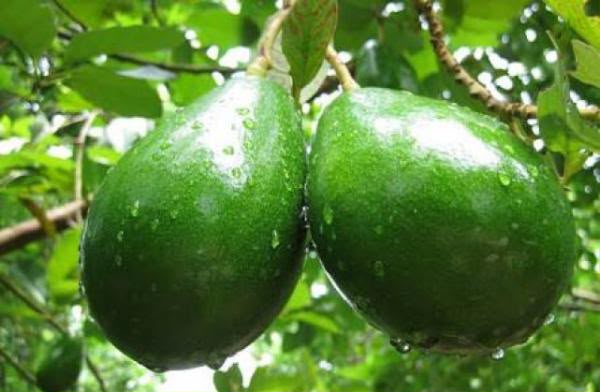 Alpukat Bisa Panen Berkali-kali Setahun, Ini Cara Merawatnya