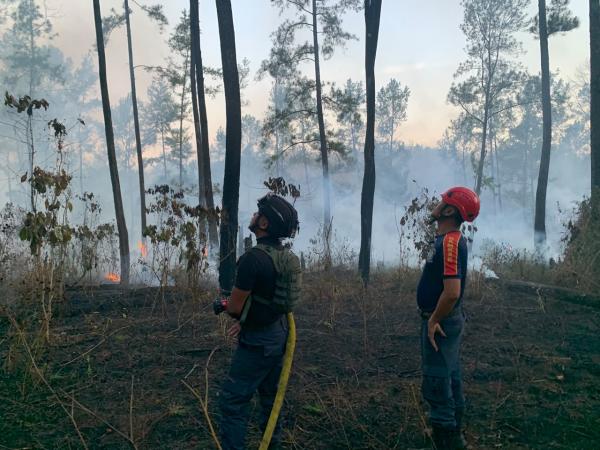 Kebakaran Hutan Dekat Asrama Yonif 514 Raider Bondowoso, Petugas Berjibaku Padamkan Api
