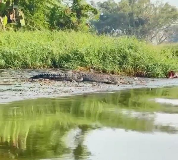 Buaya Besar Muncul Lagi di Jalur Perahu Guru Menuju Kepetingan, Warga Geger