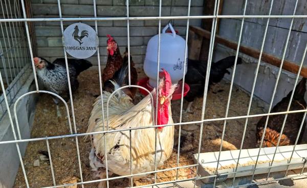Jangan Asal Pelihara! Ini Cara Ternak Ayam Kampung Untuk Orang Sibuk