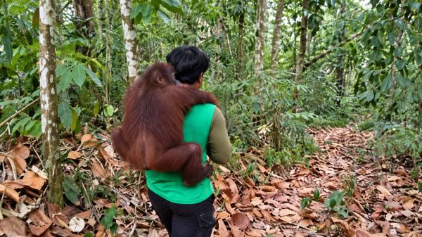 Karhutla Tinggal 500 Meter dari Habitat, 11 Orangutan Samboja Dievakuasi