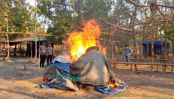 Penggerebekan Sabung Ayam Polisi dan TNI di Jombang Tanpa Hasil, Arena Langsung Dibakar