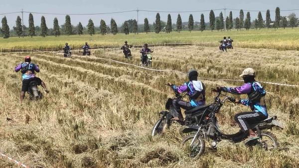 Unik! Panen Raya di Lamongan Dimeriahkan Balap Ojek Gabah