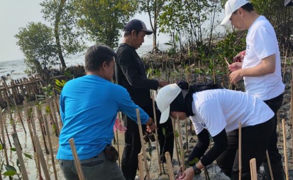 ‎Abrasi Ancam Pesisir, 1.000 Bibit Mangrove Ditanam di Pantai Jaya Bahari