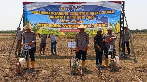 Jaga Ketahanan Pangan di Indramayu, Tanam Jagung Ditargetkan Panen 5 Ton per Hektare