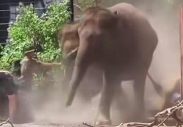 Hendak Show, Gajah Sumatera Terperosok Timpa Pawang Hingga Alami Dislokasi Tulang