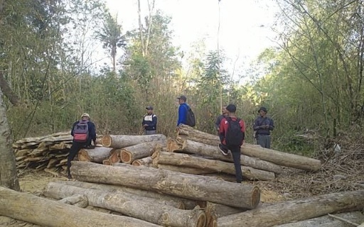 Petugas Curiga Lihat Tumpukan di Balik Semak, Ternyata 45 Batang Kayu Jati Diduga Hasil Pembalakan