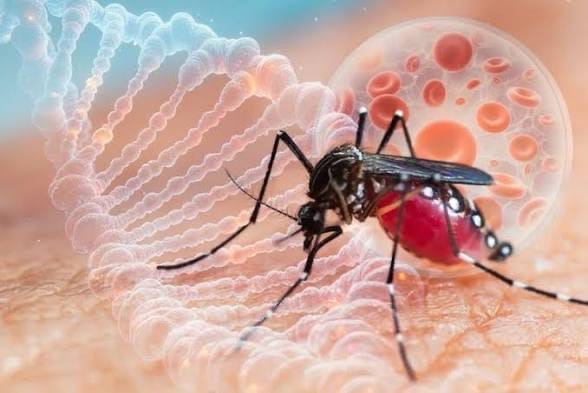 Hingga Agustus 2026, Kasus DBD di Subang Capai 941 Kasus, 10 Orang Meninggal