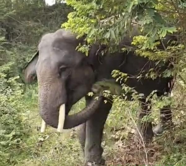 Gajah Latih di Riau Kembali Mati
