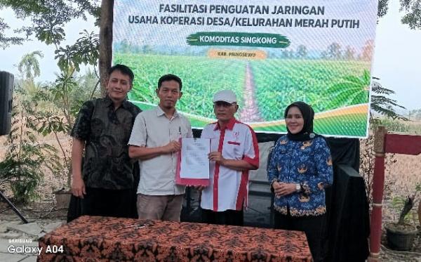 Robbani Snack Jadi Mitra Penguatan Jaringan Usaha KDKMP Komoditas Singkong di Pringsewu