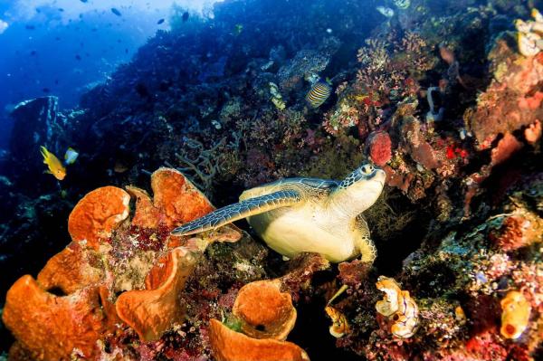 Kemenpar Tegaskan Tak Ada Toleransi, Perusak Ekosistem Raja Ampat Harus Diproses Hukum