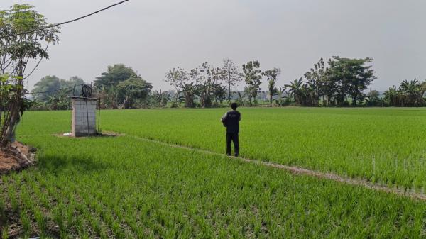 Cerita Petani di Madiun: Wajib Beli Pupuk Organik saat Tebus Pupuk Bersubsidi