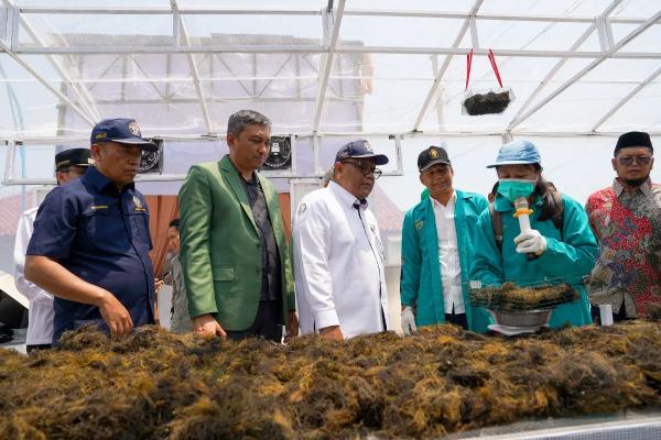 Punya Garis Pantai 750 Kilometer, Kenapa Rumput Laut Kita Masih Dikeringkan di Pinggir Jalan?