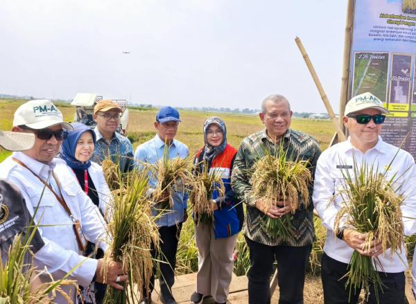Di Tengah El Nino, Kolaborasi PGN-BRIN-Pemkab Batang Berhasil Panen 166,5 Ton Padi Biosalin