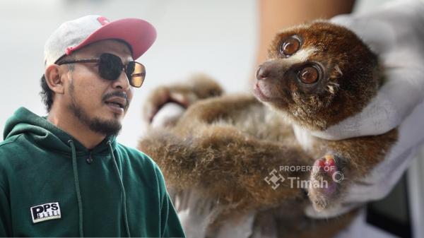 Karhutla di Bangka Belitung Ancam Satwa Liar, Alobi dan PT Timah Evakuasi Tarsius