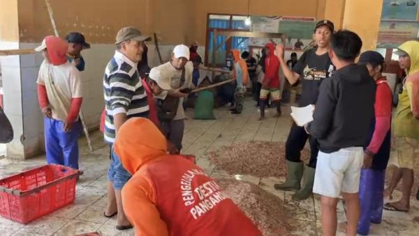 Udang Cenang Melimpah dan Harga Anjlok, KUD Minasari Pangandaran Cari Jalan Keluar
