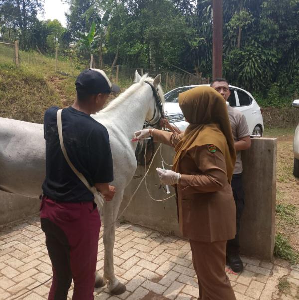 Antisipasi Penyakit AHS dan Strangles, Diskanak Purwakarta Periksa Kesehatan Kuda
