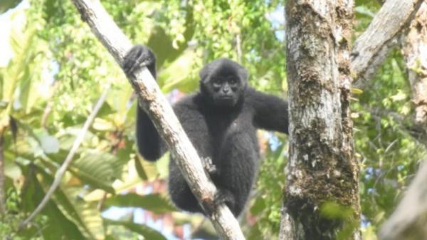 Populasi Bilo Menyusut 42 Persen, Mentawai Hadapi Darurat Ekologi