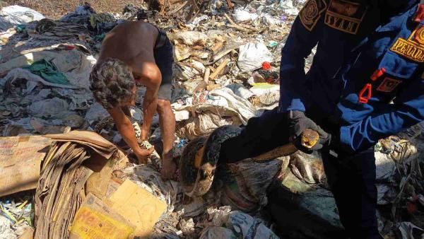 Ular Piton 4 Meter Muncul di Tumpukan Rongsokan di Jombang, Sempat Melilit Kaki Petugas