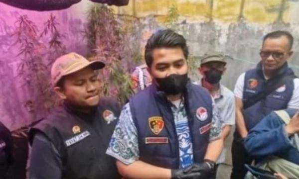 Nekat Tanam 50 Pohon Ganja, Oknum PPPK Kementerian PU Diciduk Polisi di Bandung