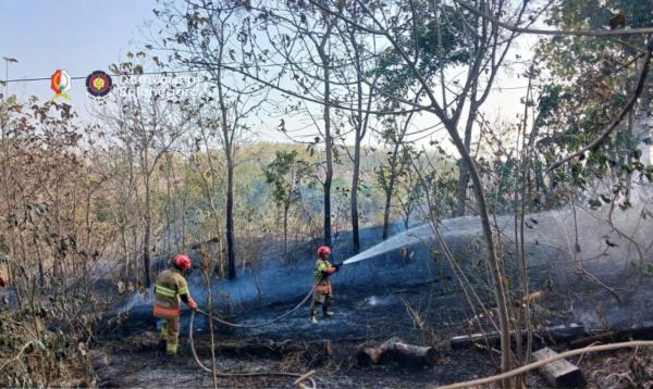 Kebakaran Lahan Jati di Margomulyo Bojonegoro, Diduga Berawal dari Pembakaran Daun Kering