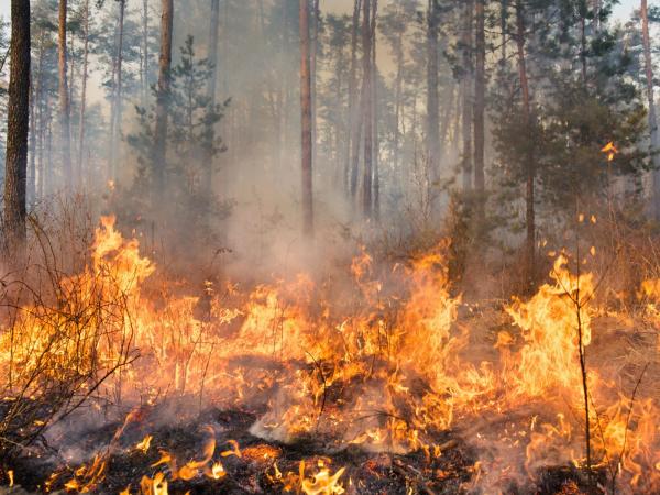 Kemarau Ekstrem Melanda Karawang, 187 Kebakaran Lahan Terjadi hingga September