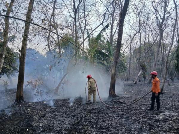 Kebakaran Melalap 8 Hektare Lahan di Kapas Bojonegoro, Ini Dugaan Penyebabnya