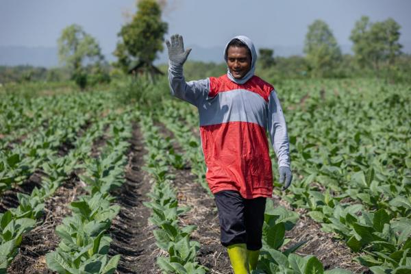 Tembakau dan Harapan Baru di Musim Kemarau bagi Petani Wonogiri