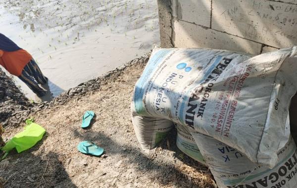 Petani di Madiun Ini Pilih Buang Pupuk Organik, Tak Bermanfaat untuk Tanaman?