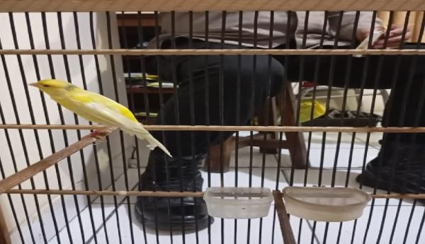 Burung Kenari Rp3 Juta Dicuri dari Teras Rumah di Bantul, Polisi Tangkap Pria 30 Tahun