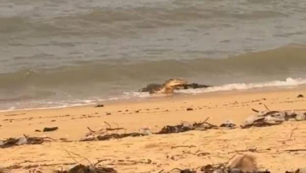 Heboh, Buaya Muncul di Tempat Wisata di Bangka Barat