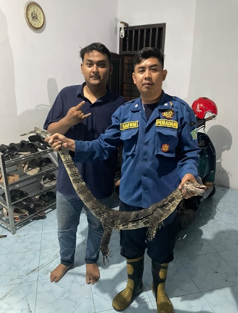 Tiga Laporan dalam Semalam, Damkar Sidoarjo Evakuasi Dua Sarang Tawon dan Biawak