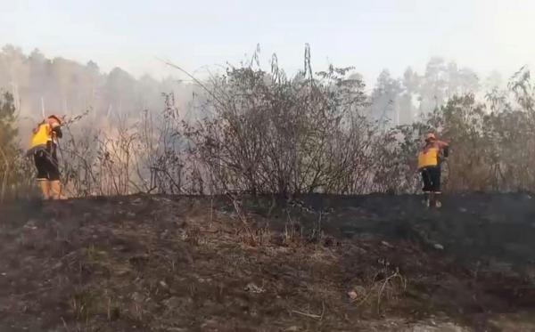 Kebakaran Hutan di Lereng Merapi Magelang Hanguskan Sekitar 4 Hektare