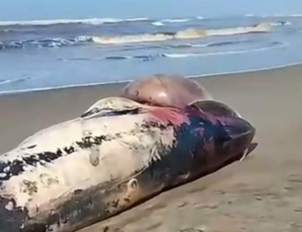 Ikan Raksasa Mati Terdampar di Pesisir Agrabinta Cianjur, Warga Berkerumun