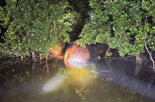 Ditemukan di Riau, Bangkai Paus Raksasa Terjebak di Hutan Bakau Mandah
