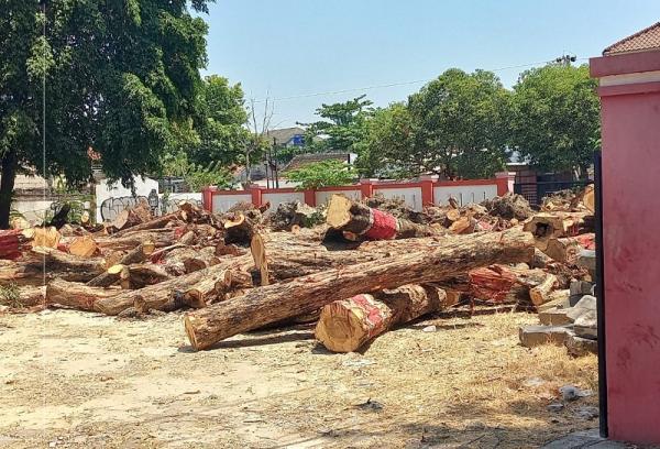 Ratusan Kayu Tebangan Pohon di Kota Purwodadi Akhirnya Akan Dilelang Pemkab Grobogan