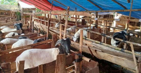 Peternak Ruminansia Mulai Terdampak Kemarau, Dispernakan Imbau Manfaatkan Pakan Alternatif