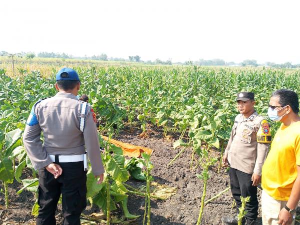 Nenek 96 Tahun yang Hilang Misterius, Ditemukan Tewas di Persawahan Jombang