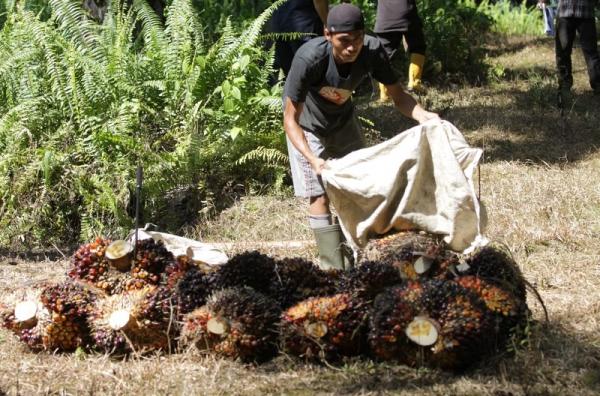 Sindikat Pencuri Sawit Ancam Petani, Pekerja, dan Iklim Usaha Perkebunan
