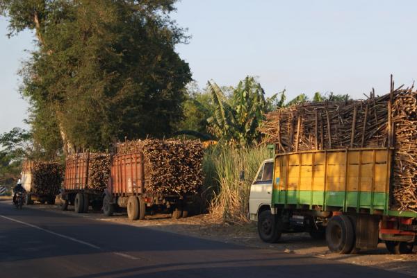 Musim Giling 2026 Berjalan, PG Ngadiredjo Kediri Pastikan Tebu Petani Terserap