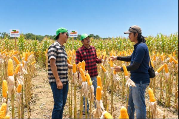 Petani di Empat Wilayah Berhasil Dongkrak Hasil Panen Jagung di Tengah Ancaman El Nino