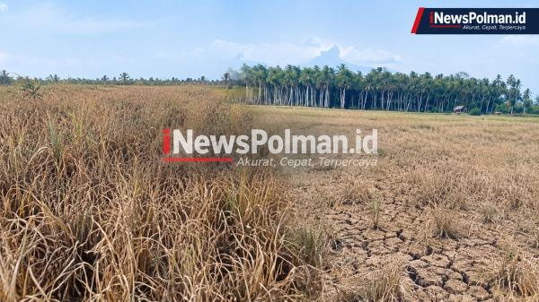 Padi Mengering Sebelum Berbuah, Ratusan Hektare Sawah di Polman Gagal Panen