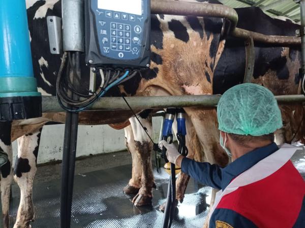Status BLU Disandang, BBPTUHPT Baturraden Genjot Bibit Ternak dan Pakan Berkualitas