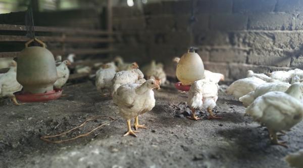 Harga Ayam Potong di Tapaktuan Naik Jadi Rp75 Ribu, Permintaan Maulid dan MBG Meningkat