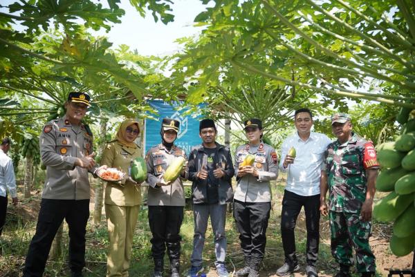 Panen Pepaya Jadi Cara Bangkitkan Minat Anak Muda Bertani di Purworejo